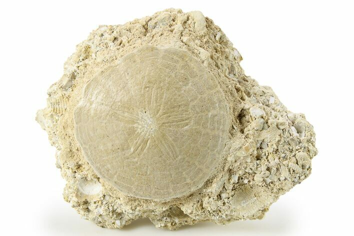 Fossil Sand Dollar (Scutella) - France #264732